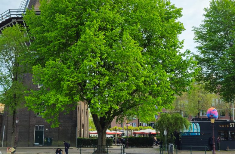 ritz salonboot windmühle amsterdam